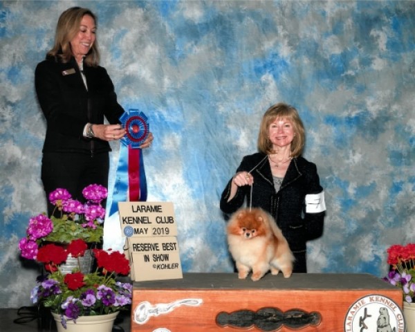 RBIS Am GCh./Can Ch. Silhouette's Sword In The Stone (multi group winner)