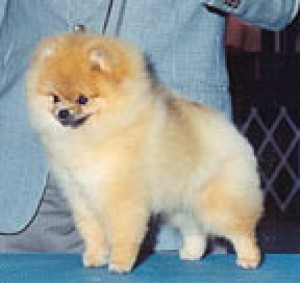 Silhouette Pomeranians Ch. Starfire s Trouble N Paradise