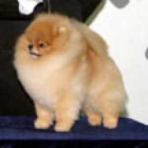 Starlight's Fun Times