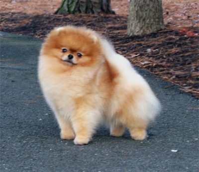 Gibson just after his 2nd birthday