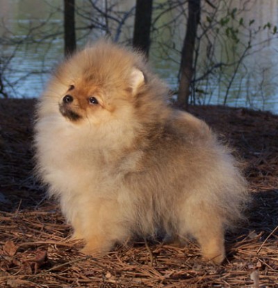 Gibson at 16 weeks old