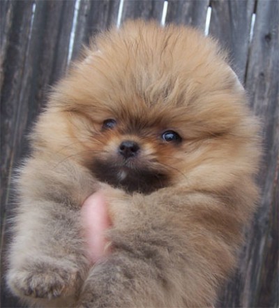 Gibson shows off his mug!