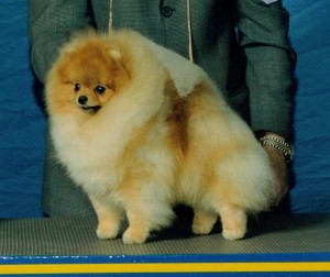 Foxworth Five Card Stud