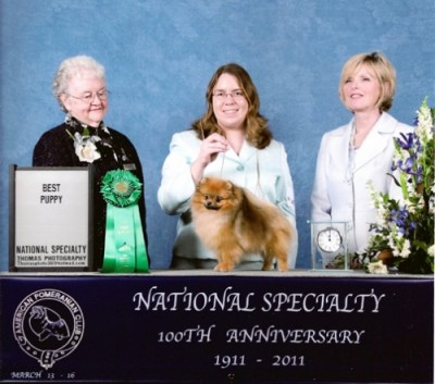 Priya winning Best Puppy In Specialty at the 2011 APC National at 10mos old