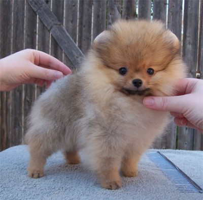 Riggs at 12 weeks old