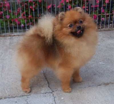 Roxie at 2 years old