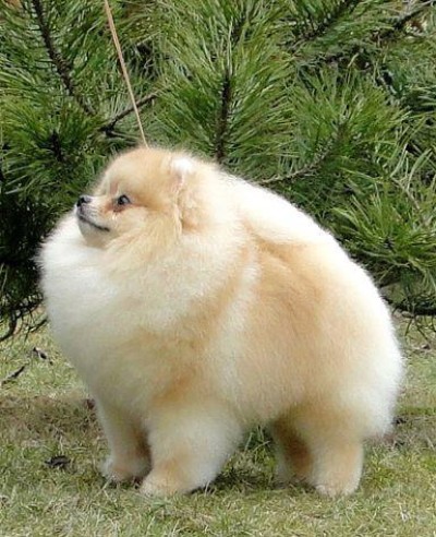 Sherbert at 15mos old