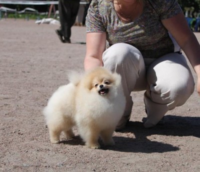 Sherbert at 6mos old