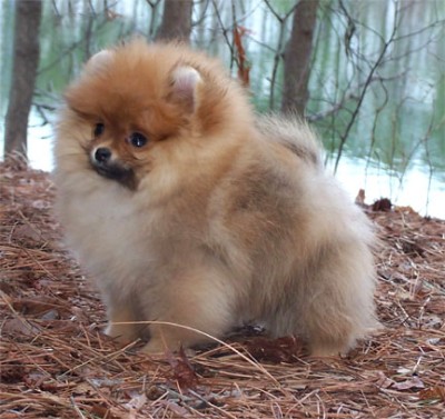 Spencer at 12 weeks old.