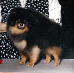 Raintree's Tuff-E-Nuff