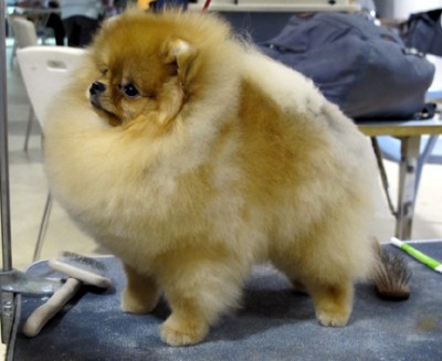 Xander at 11 mos old