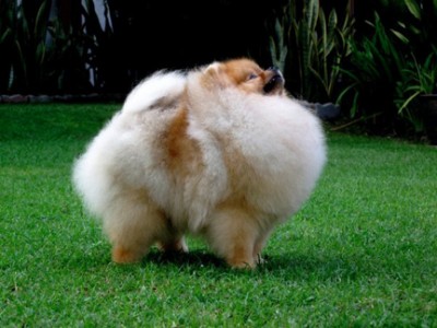 Xander at 9 mos old in Thailand