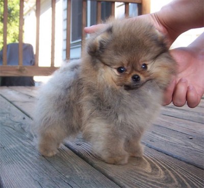 Xander at 11 weeks old