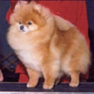 Cheyennes Kodiak Bear Second