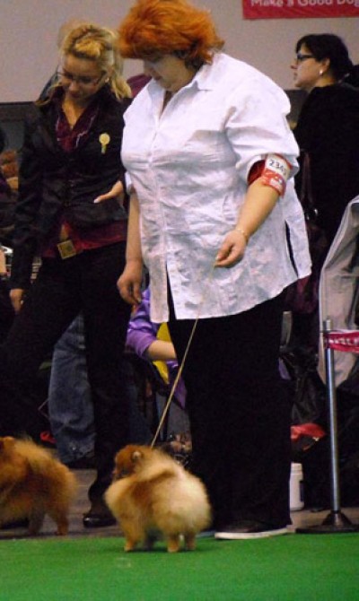 Westley at 1 yr old showing in the Czech Republic