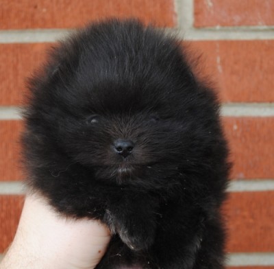 Blackberry at 5 wks old