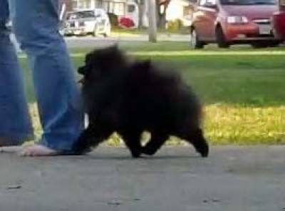 Boxer on the move at 16mos