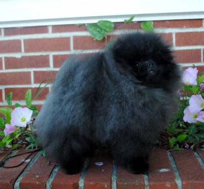 Blackberry at 16 wks old