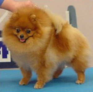 Janesa's Zeek N Ye Shall Find