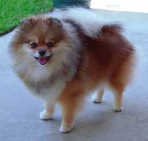 Bachman's Lady Lexus