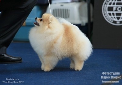 Sherbert at 17mos old