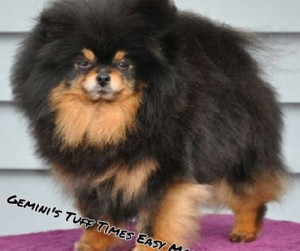 Gemini's Tuff Times Easy Money