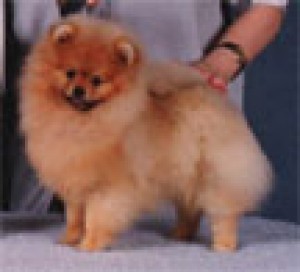 Chriscendo Centre Stage