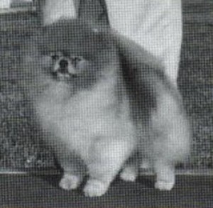 Glen Iris Luckdragon