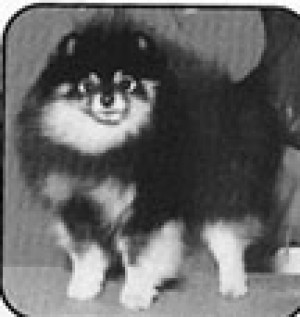 Gr Elms Presents Smokey-Joe