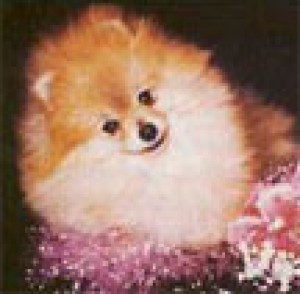 Westwood's Great Expectations