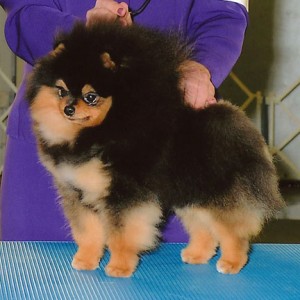 CR You Ain't Seen Nothing Yet