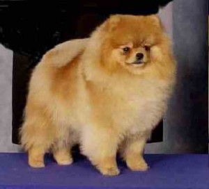 Oakrose Calico N Lace