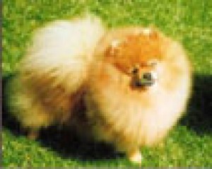 Timmy Timstopper of Lenette