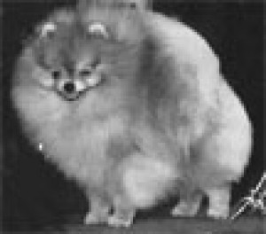 Pedron's Dragon the Conquerer