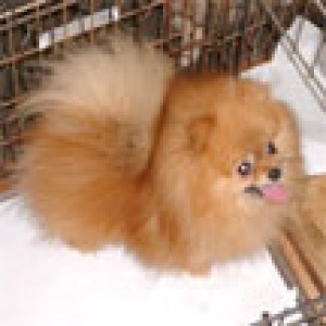 Pixie's Lil Sass Box