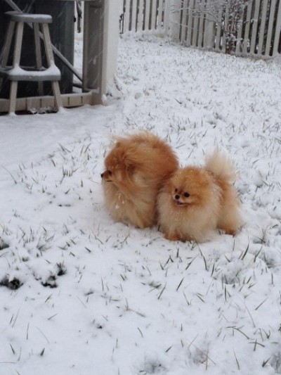 Mitchell and Ch. Bree enjoying the snow. These are just 2 of 4 poms this family has had from Silhouette.