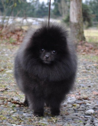 Blackberry at 1 yr old