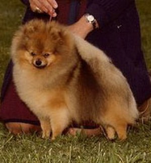 Bev-Nor's Toasted Fudge