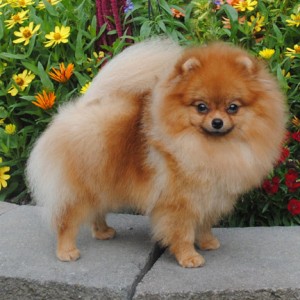 Silhouette She's THE Queen at Ivorilace