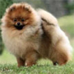 Chriscendo Chasing Dreams