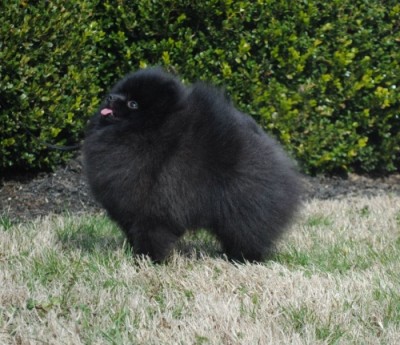 Boxer 2 yrs 3 mos old