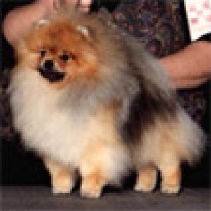 Star Haven's Rock 'N James Brown