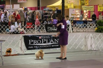 Arya in the ring the day she won Best Puppy In Sweepstakes at the Pomeranian Club of Greater Baltimore specialty