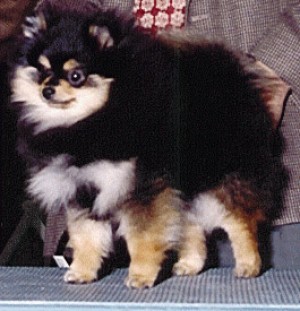 Finch's N Lim's Bali Bagus