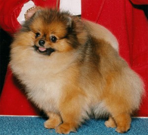 Reginapoms Patrick O Finch's