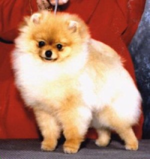 Reginapoms Classy Beamer