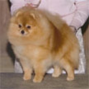 Razzle Dazzle Songbird