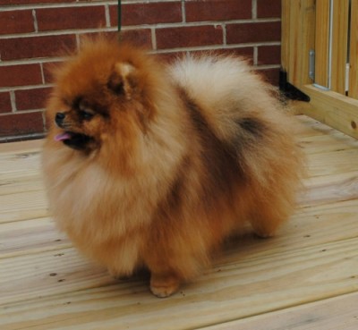 Odette untrimmed at 3 yrs old