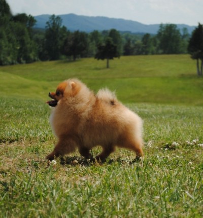 Cersei on the move at 7mos old