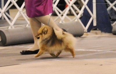 Echo in the ring at 10mos old